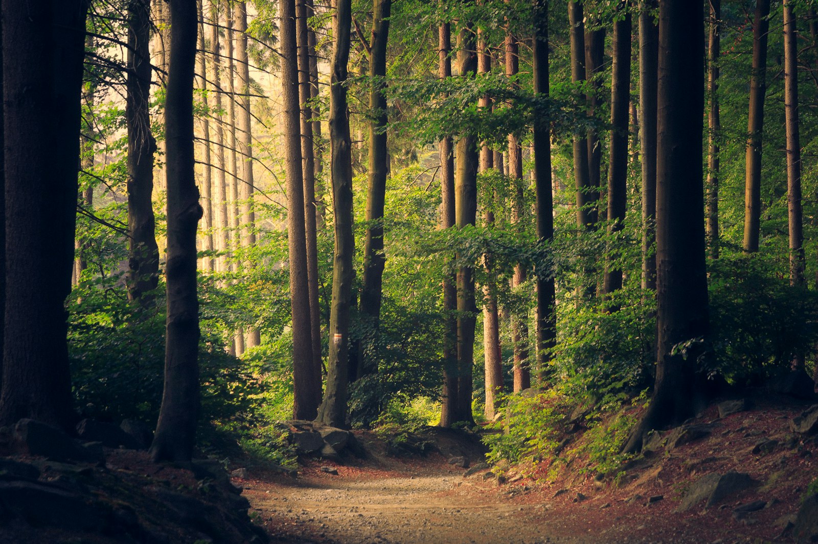 Sunlit forest path inviting a slower walk among tall trees